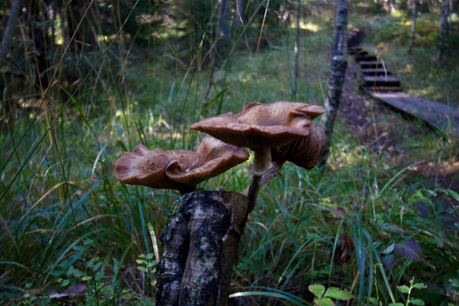 Kannon päässä kasvavia sieniä oli Karnaistenkorvessa paljon